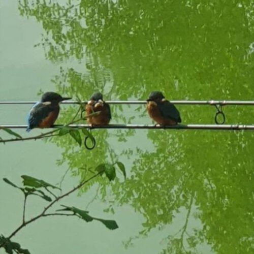 Sandwich Lakes, Kent, UK - Wildlife