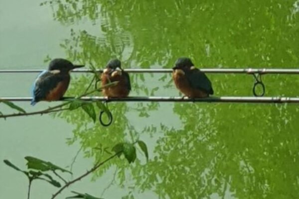 Sandwich Lakes, Kent, UK - Wildlife