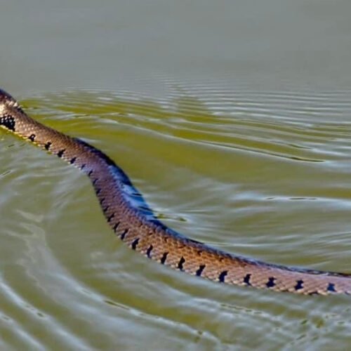 Sandwich Lakes, Kent, UK - Wildlife