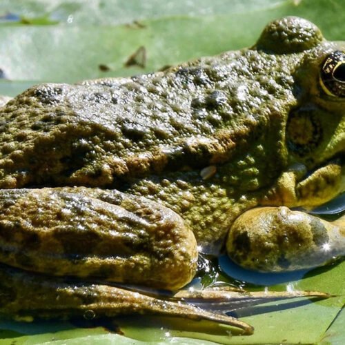 Sandwich Lakes, Kent, UK - Wildlife