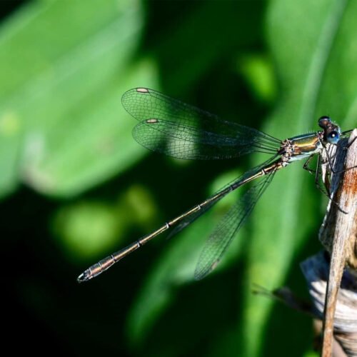 Sandwich Lakes, Kent, UK - Wildlife