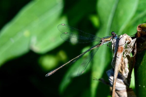 Sandwich Lakes, Kent, UK - Wildlife