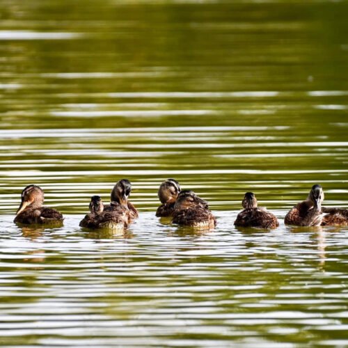 Sandwich Lakes, Kent, UK - Wildlife