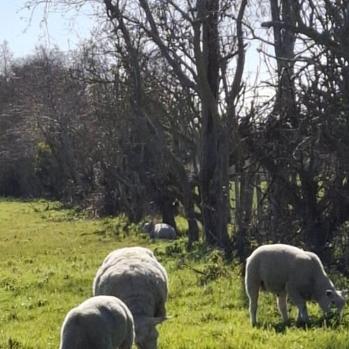 Sandwich Lakes, Kent, UK - Wildlife